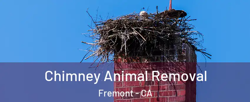  Chimney Animal Removal Fremont - CA